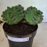 MATRIZ ASTROPHYTUM cv KIKKO "Bicéfalo" Nº 1123 – vaso 17