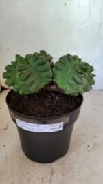 MATRIZ ASTROPHYTUM cv KIKKO "Bicéfalo" Nº 1123 – vaso 17