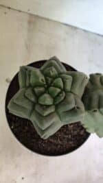 MATRIZ ASTROPHYTUM cv KIKKO "Bicéfalo" Nº 1123 – vaso 17 - Imagem 3