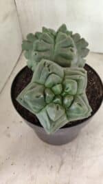 MATRIZ ASTROPHYTUM cv KIKKO "Bicéfalo" Nº 1123 – vaso 17 - Imagem 8