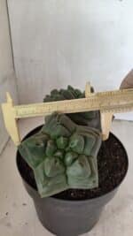 MATRIZ ASTROPHYTUM cv KIKKO "Bicéfalo" Nº 1123 – vaso 17 - Imagem 6