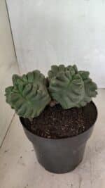 MATRIZ ASTROPHYTUM cv KIKKO "Bicéfalo" Nº 1123 – vaso 17 - Imagem 7