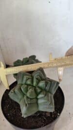 MATRIZ ASTROPHYTUM cv KIKKO "Bicéfalo" Nº 1123 – vaso 17 - Imagem 5