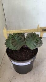 MATRIZ ASTROPHYTUM cv KIKKO "Bicéfalo" Nº 1123 – vaso 17 - Imagem 4