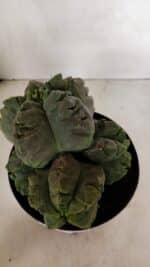 MATRIZ ASTROPHYTUM cv KIKKO "COLÔNIA"  Nº 1038 – vaso 17 - Imagem 5