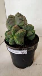 MATRIZ ASTROPHYTUM cv KIKKO "COLÔNIA"  Nº 1038 – vaso 17 - Imagem 6