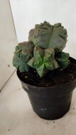 MATRIZ ASTROPHYTUM cv KIKKO "COLÔNIA"  Nº 1038 – vaso 17 - Imagem 7