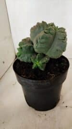 MATRIZ ASTROPHYTUM cv KIKKO "COLÔNIA"  Nº 1038 – vaso 17 - Imagem 8