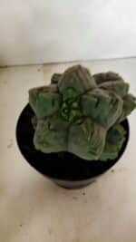 MATRIZ ASTROPHYTUM cv KIKKO "COLÔNIA"  Nº 1038 – vaso 17 - Imagem 9