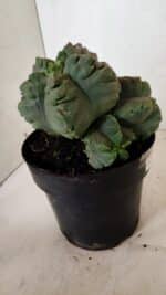 MATRIZ ASTROPHYTUM cv KIKKO "COLÔNIA"  Nº 1038 – vaso 17 - Imagem 10