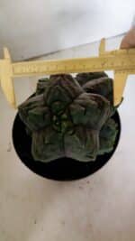 MATRIZ ASTROPHYTUM cv KIKKO "COLÔNIA"  Nº 1038 – vaso 17 - Imagem 4