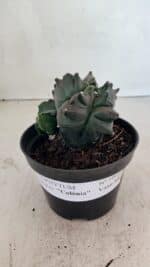 ASTROPHYTUM cv KIKKO "COLÔNIA"  Nº 1069 – vaso 11 - Imagem 2