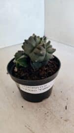 ASTROPHYTUM cv KIKKO "COLÔNIA"  Nº 1069 – vaso 11 - Imagem 5