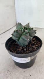 ASTROPHYTUM cv KIKKO "COLÔNIA"  Nº 1069 – vaso 11 - Imagem 6