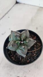 ASTROPHYTUM cv KIKKO "COLÔNIA"  Nº 1069 – vaso 11 - Imagem 7