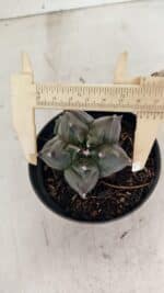 ASTROPHYTUM cv KIKKO "COLÔNIA"  Nº 1069 – vaso 11 - Imagem 3