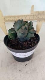 ASTROPHYTUM cv KIKKO "COLÔNIA"  Nº 1069 – vaso 11