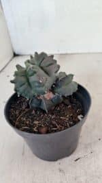 ASTROPHYTUM cv KIKKO "COLÔNIA"  Nº 1069 – vaso 11 - Imagem 8