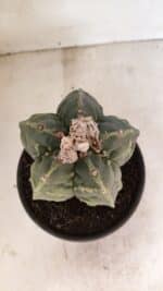 ASTROPHYTUM cv KIKKO FUKURYU Nº 1065 – vaso 15 - Imagem 3