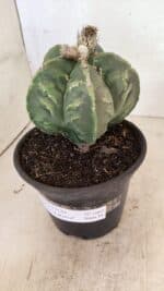 ASTROPHYTUM cv KIKKO FUKURYU Nº 1065 – vaso 15 - Imagem 7