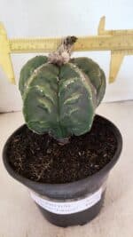 ASTROPHYTUM cv KIKKO FUKURYU Nº 1065 – vaso 15