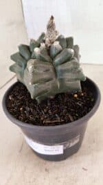 ASTROPHYTUM cv KIKKO FUKURYU Nº 1070 – vaso 15 - Imagem 9