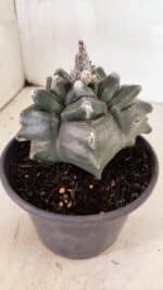 ASTROPHYTUM cv KIKKO FUKURYU Nº 1070 – vaso 15 - Imagem 8