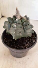 ASTROPHYTUM cv KIKKO FUKURYU Nº 1070 – vaso 15 - Imagem 7