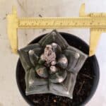 ASTROPHYTUM cv KIKKO FUKURYU Nº 1070 – vaso 15