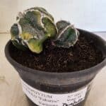 ASTROPHYTUM cv KIKKO FUKURYU "FUKURYU - Bicéfalo" Nº 1067 – vaso 15