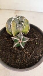 ASTROPHYTUM cv KIKKO FUKURYU "FUKURYU - Bicéfalo" Nº 1067 – vaso 15 - Imagem 8