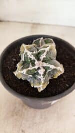 ASTROPHYTUM cv KIKKO FUKURYU "FUKURYU - Bicéfalo" Nº 1067 – vaso 15 - Imagem 3