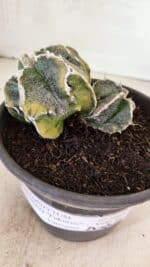 ASTROPHYTUM cv KIKKO FUKURYU "FUKURYU - Bicéfalo" Nº 1067 – vaso 15 - Imagem 5
