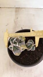 ASTROPHYTUM cv KIKKO FUKURYU "FUKURYU - Bicéfalo" Nº 1067 – vaso 15 - Imagem 6