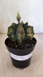 ASTROPHYTUM cv KIKKO Nº 1081 "Variegata" - vaso 15 - Imagem 2