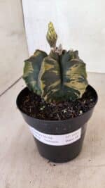 ASTROPHYTUM cv KIKKO Nº 1081 "Variegata" - vaso 15 - Imagem 6