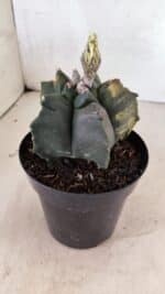 ASTROPHYTUM cv KIKKO Nº 1081 "Variegata" - vaso 15 - Imagem 8