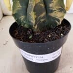 ASTROPHYTUM cv KIKKO Nº 1081 "Variegata" - vaso 15