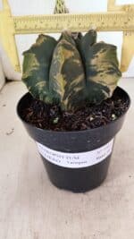 ASTROPHYTUM cv KIKKO Nº 1081 "Variegata" - vaso 15