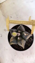 ASTROPHYTUM cv KIKKO Nº 1081 "Variegata" - vaso 15 - Imagem 5