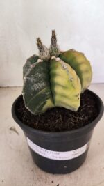 MATRIZ ASTROPHYTUM cv KIKKO "Variegata"  Nº 1110 – vaso 15 - Imagem 2