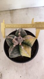 MATRIZ ASTROPHYTUM cv KIKKO "Variegata"  Nº 1110 – vaso 15 - Imagem 5