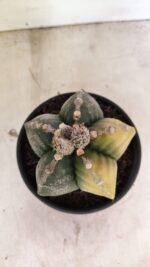 MATRIZ ASTROPHYTUM cv KIKKO "Variegata"  Nº 1110 – vaso 15 - Imagem 10
