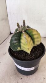 MATRIZ ASTROPHYTUM cv KIKKO "Variegata"  Nº 1110 – vaso 15 - Imagem 7