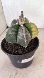 MATRIZ ASTROPHYTUM cv KIKKO "Variegata"  Nº 1110 – vaso 15 - Imagem 9