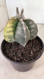 MATRIZ ASTROPHYTUM cv KIKKO "Variegata"  Nº 1110 – vaso 15 - Imagem 8