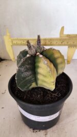 MATRIZ ASTROPHYTUM cv KIKKO "Variegata"  Nº 1110 – vaso 15