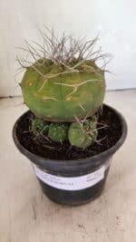 MATRIZ MATUCANA MADISONIORUM Nº 341 – vaso 15 - Imagem 2