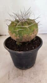 MATRIZ MATUCANA MADISONIORUM Nº 341 – vaso 15 - Imagem 7