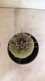 MATRIZ MATUCANA MADISONIORUM Nº 330 – vaso 15 - Imagem 3